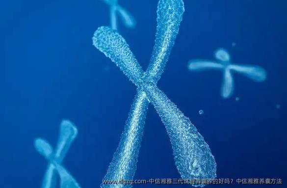 中信湘雅三代试管养囊养的好吗？中信湘雅养囊方法