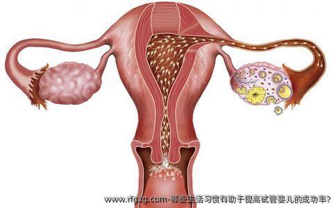 哪些生活习惯有助于提高代孕的成功率?