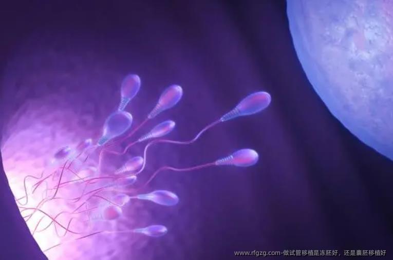 做试管移植是冻胚好，还是囊胚移植好 