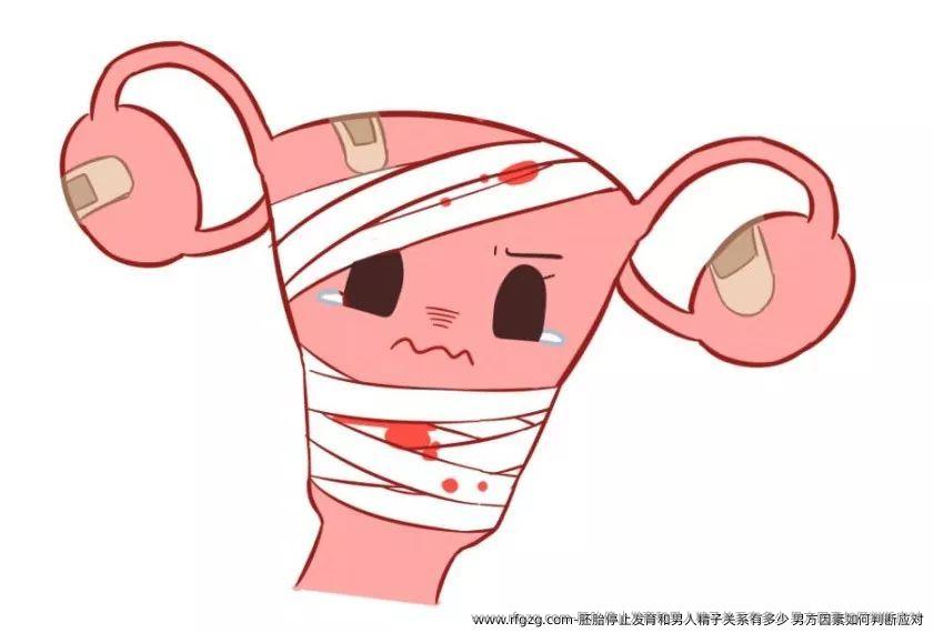 胚胎停止发育和男人精子关系有多少 男方因素如何判断应对