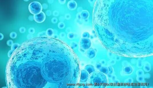 第6天的bc级别囊胚移植成功率高吗？